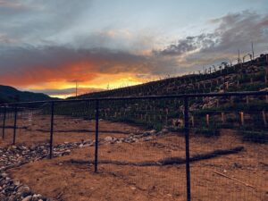 Cottonwood Arizona | Merkin Vineyards